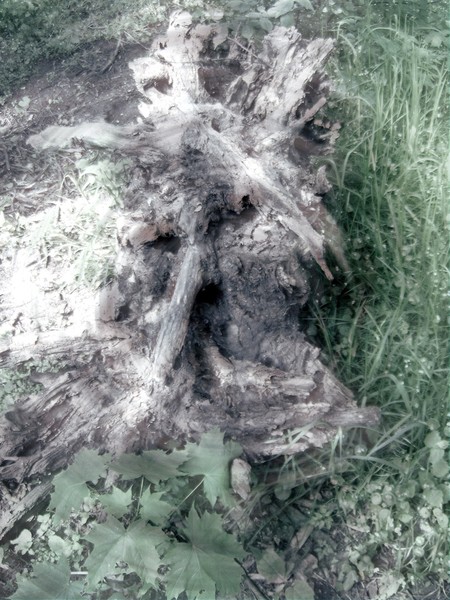 Spooky trunk