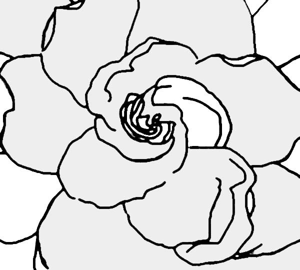 gardenia 4