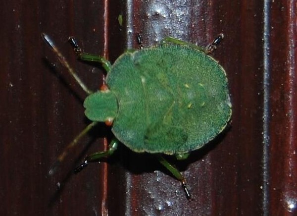 Ugly Bug