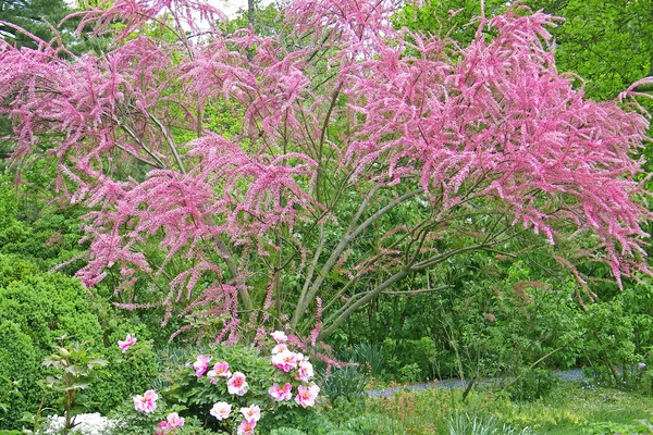 Goodstay Tamarisk Tree