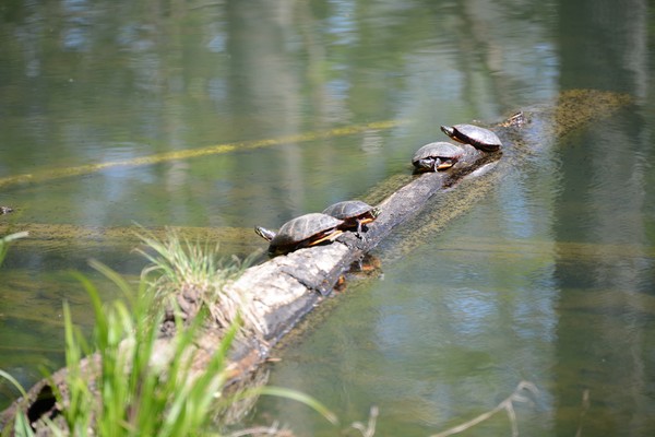 Turtles at Mt. Chuba