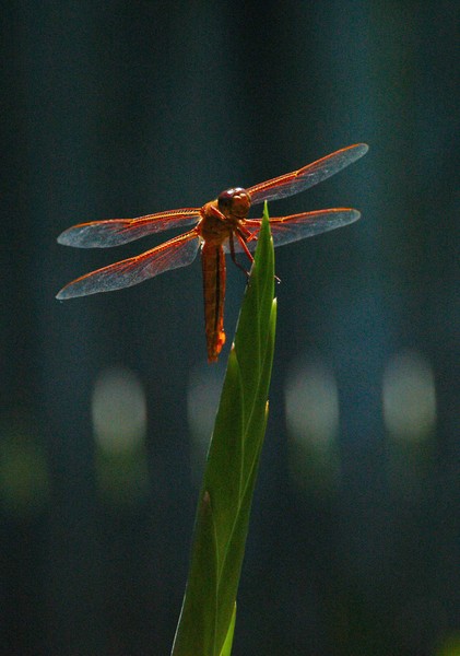 Garden Guest