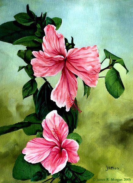 Pink Hibiscus