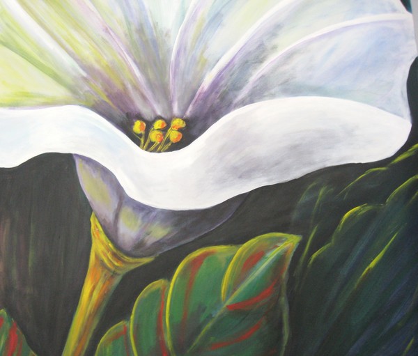 Morning Glory