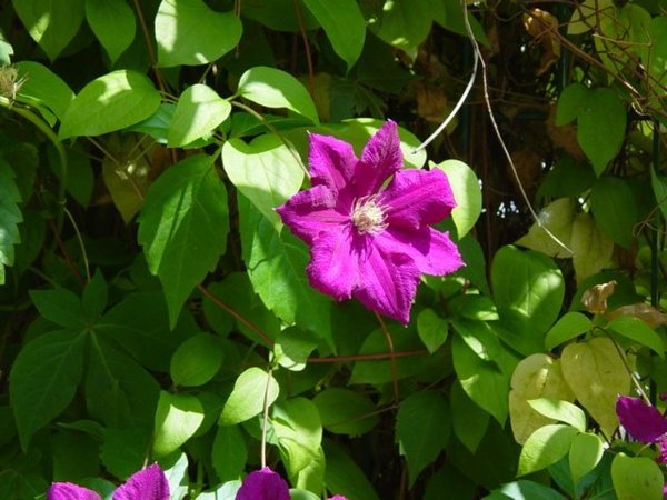 Clematis in the Sunshine