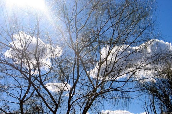 An Arizona Sky