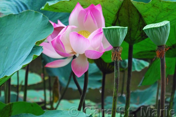 Lotus in Cambodia