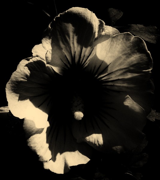 Elegeance
