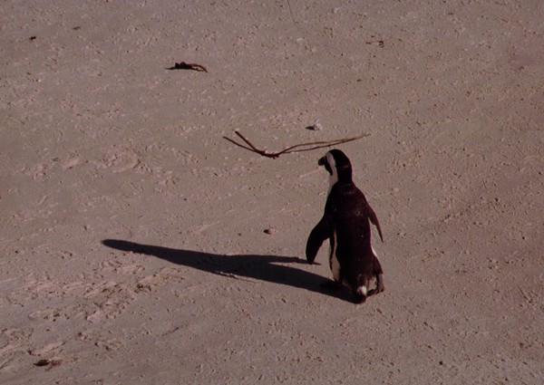 small  bird  big shadow