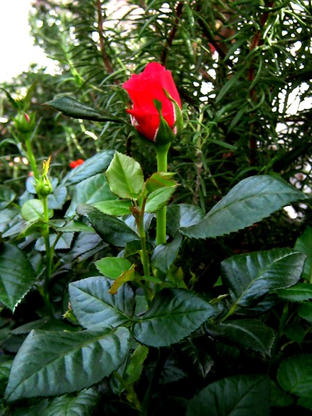 The Red Rose
