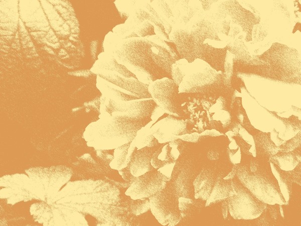 Peach Toned Pivoine (One)