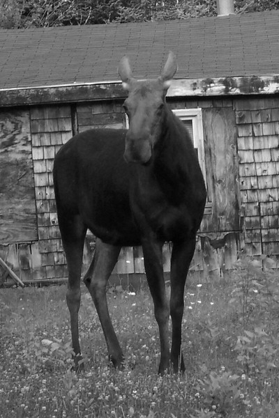 Da Moose