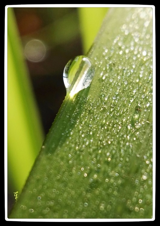 dewdrops in sunlight
