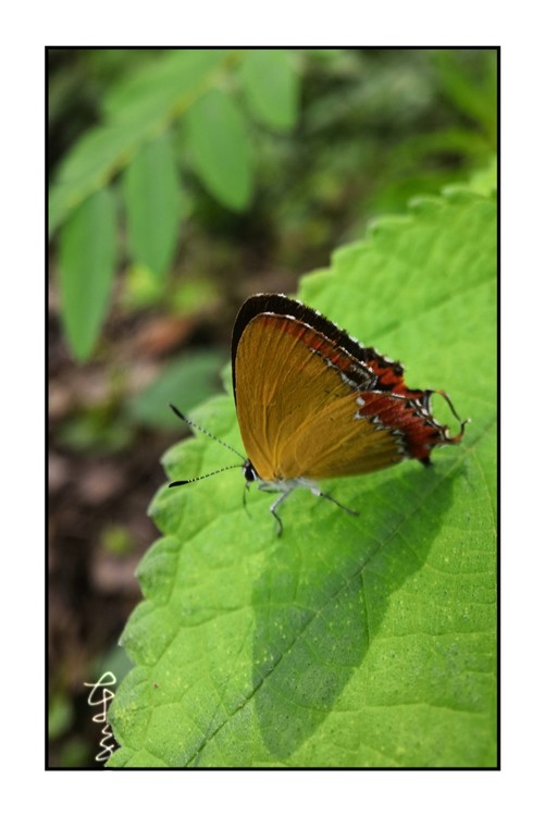 Butterfly