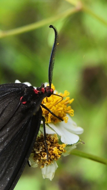 Kissing the Flower