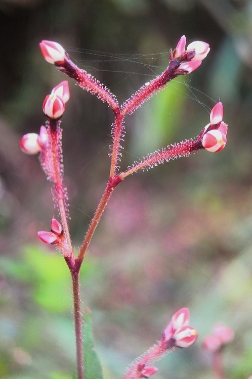 what's the flower?