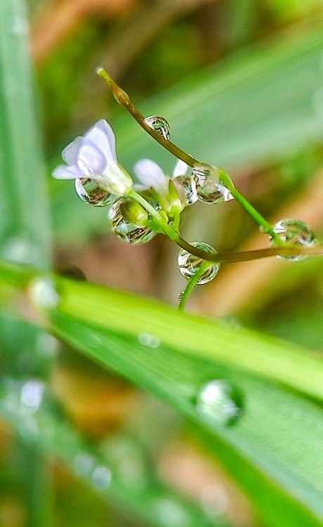 flower with dews