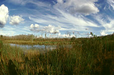 Big Cypress Sky