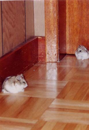 Hammy & Tammy