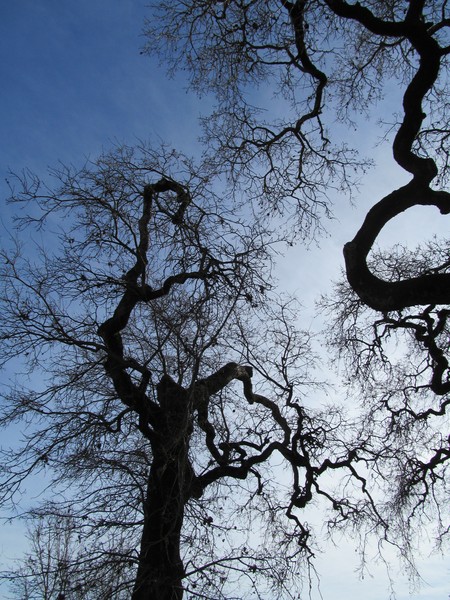 Branches in the Sky