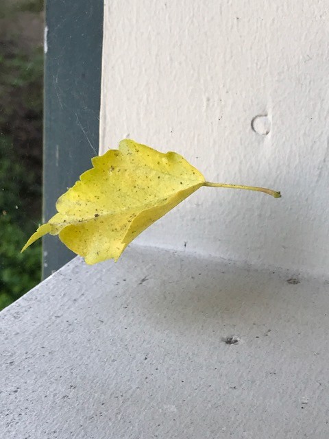 Suspended