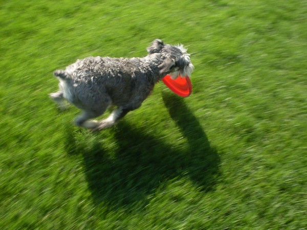 Run, Addy, Run!