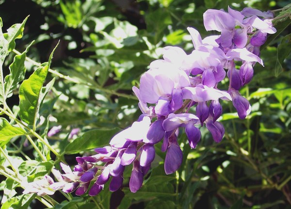Wisteria