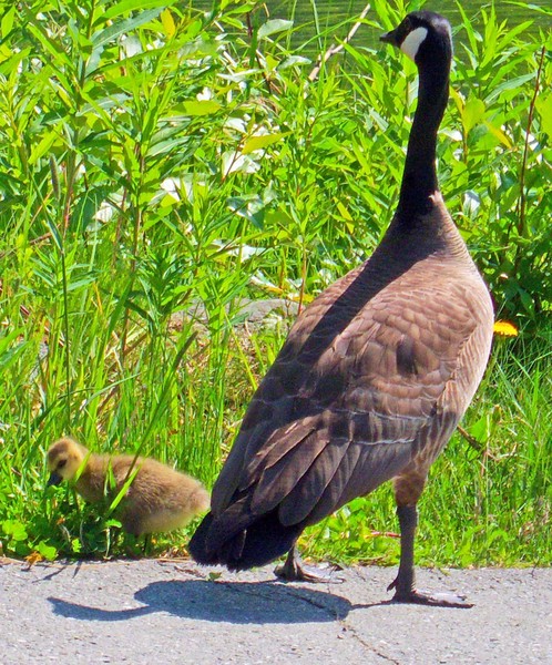 Gosling and Goose