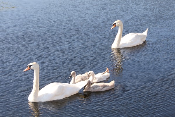 Beautiful Mute Swan family with albino leg out