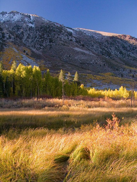Autumn Light