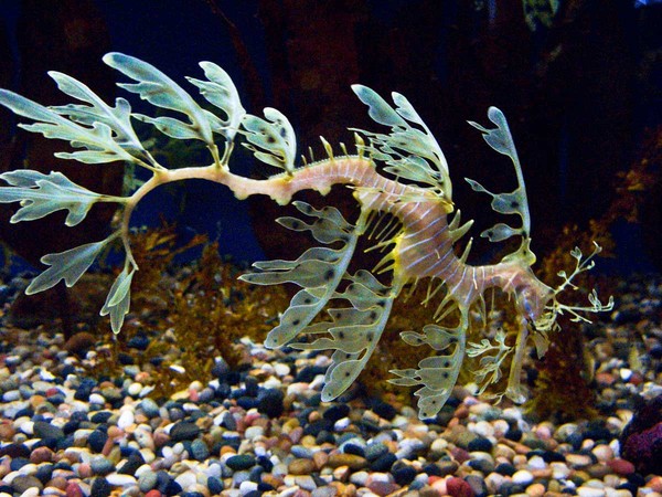 Seahorse and Colorful Pebbles