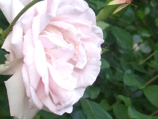 Pink Rose