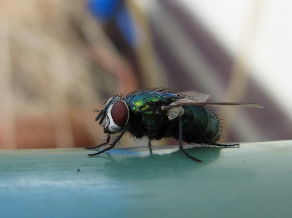 'Greenfly2'