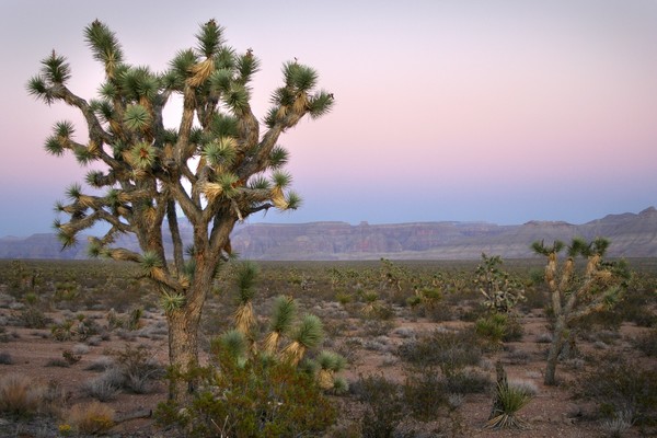 Arizona Sunset