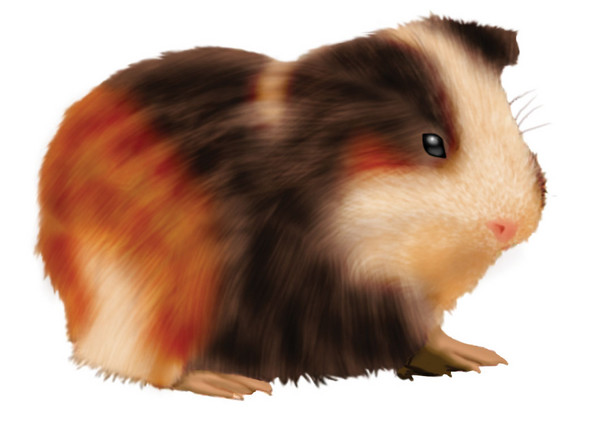 Guinea pig