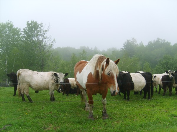 Pretty Pony