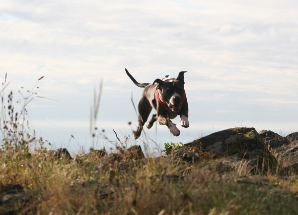 HE CAN FLY!