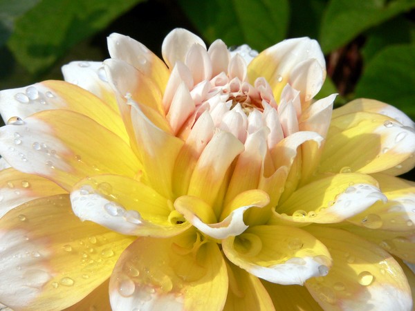 yellow and white dahlia