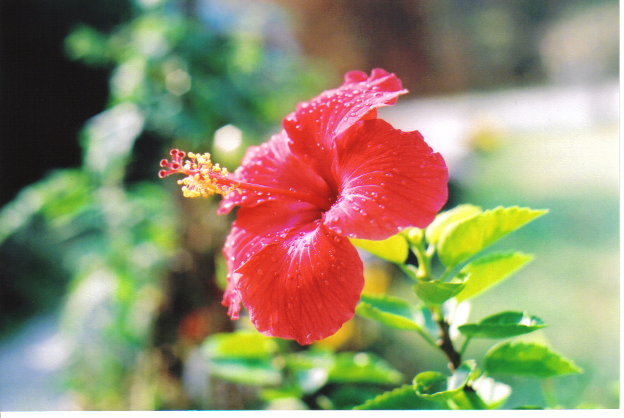 Flower