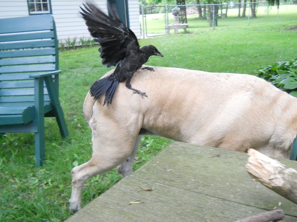 Malakii A Crazy & Wild Crow