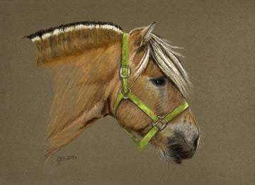 Fjord Mare with New Halter