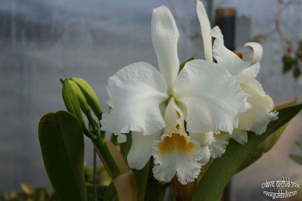 Cattleya mossiae x Cattleya 'The Swan'