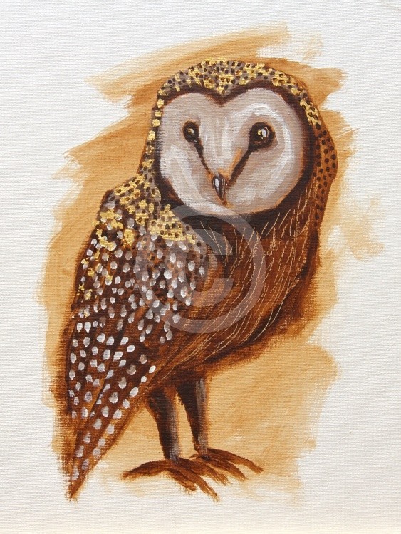 Barn Owl