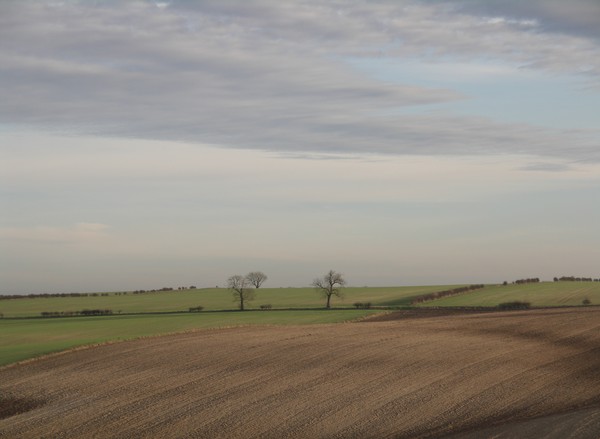 Fields and trees