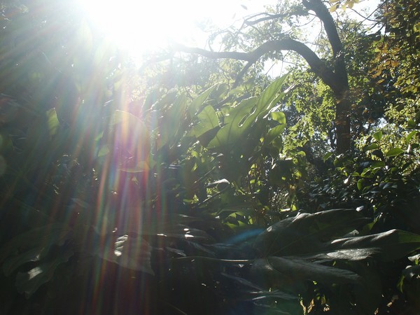 *THE RAINBOW TREE*