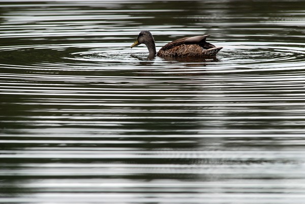 Ripples at Lure
