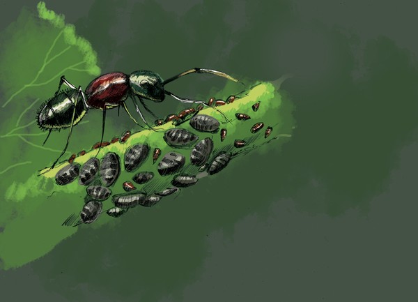 ants