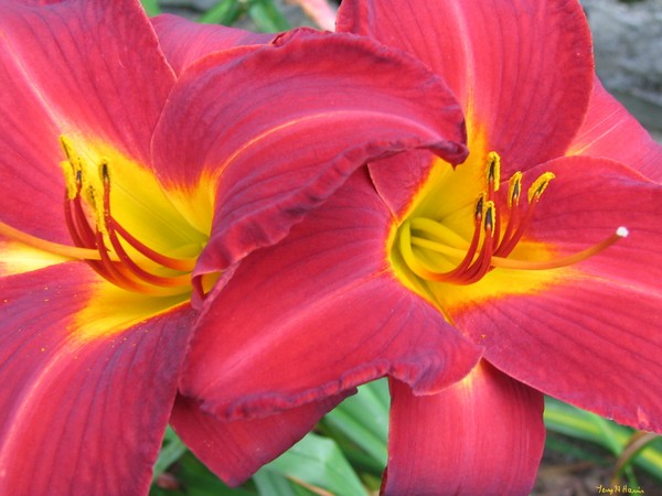 Two Summer Sunset Lilies