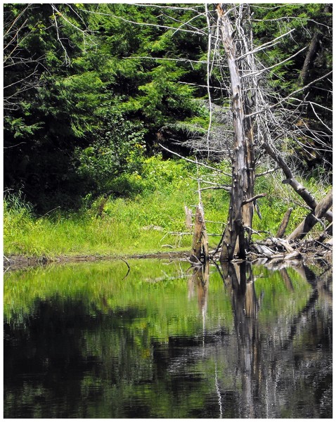 Beaver Creek Reflection