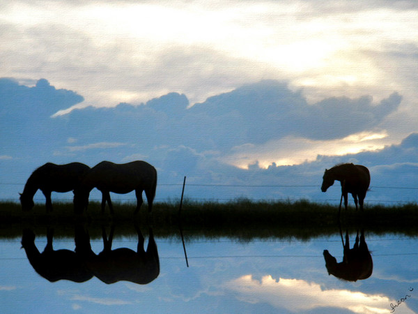 Horses-Mirrored